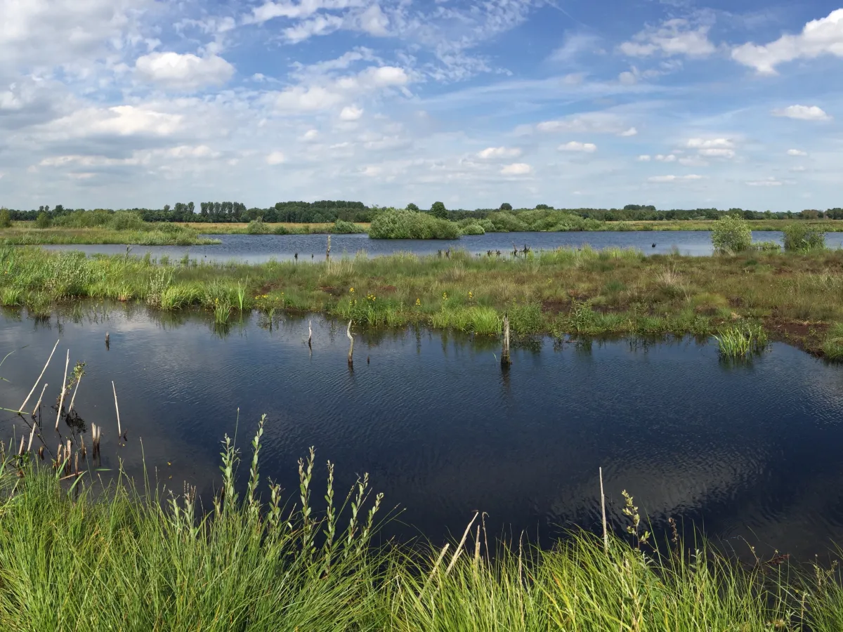 Wiedervernässtes Moor